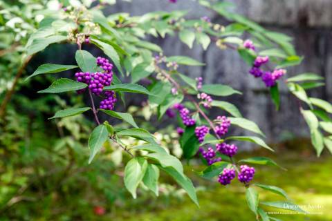 Rozan-ji Murasaki Shikibu Beautyberry