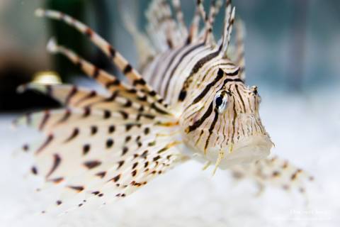 Kyoto Aquarium Luna Lionfish