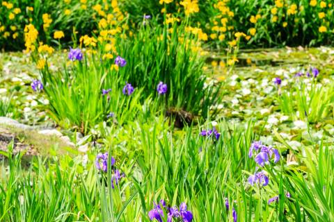 Iris Flower Season Kaju-ji Colors