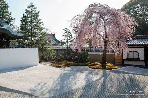 Cherry blossoms at Kōdai-ji.