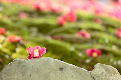 Camellia flowers at Jōnangū shrine.