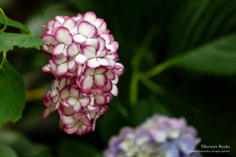 Umenomiya Taisha Mutation Flower