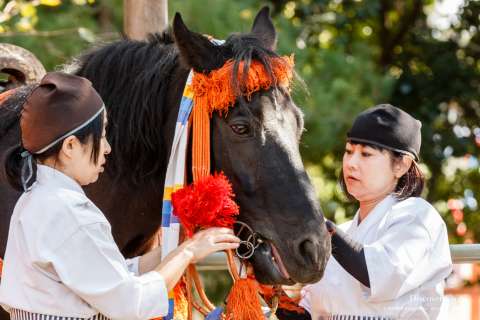 A horse gets ready to compete at the Kasagake Shinji at Kamigamo Shrine.