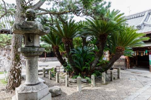 Gokonomiya Shrine Sago Palm History