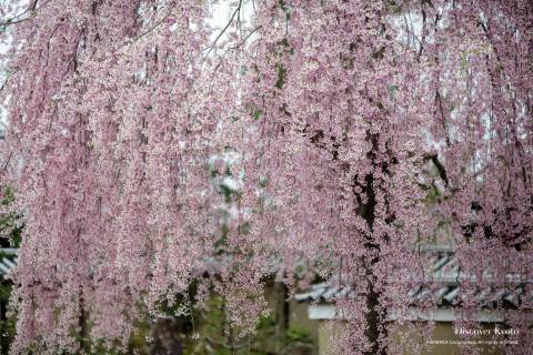 Kōdai-ji Temple Cherry Blossoms Sakura Pink