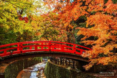 Bridge with maple trees at Kitano Tenmangū in autumn.