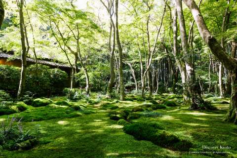 Stream and moss garden at Giō-ji.