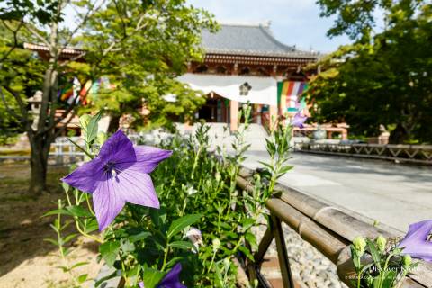 Chishaku-in Temple Kikyo Flower