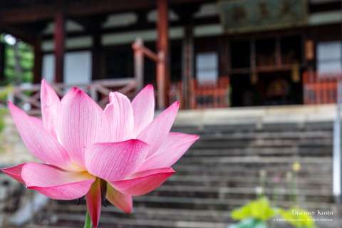 Lotus flower at Manpuku-ji temple.