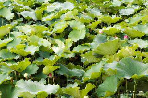 Lotus pond at Manpuku-ji temple.