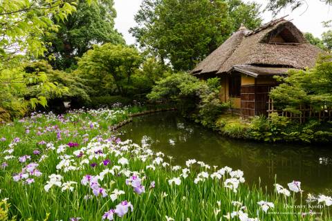 Umenomiya Taisha Iris Teahouse