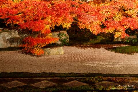 Garden light-up at Tenju-an in autumn.