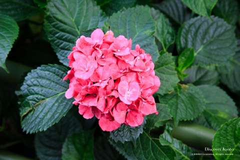 A hydrangea blossom at Ajisai Matsuri at Fujinomori Shrine.