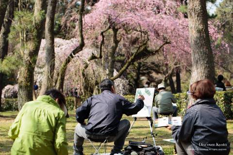 Gyoen Imperial Palace Park Sakura