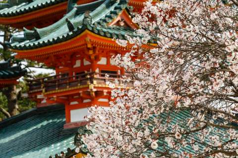 Cherry blossoms at Heian Shrine.