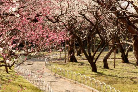 Path through a plum blossom garden at Kitano Tenmangū shrine.