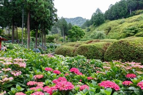 Hydrangea Flower Season Mimumroto-ji Azalea