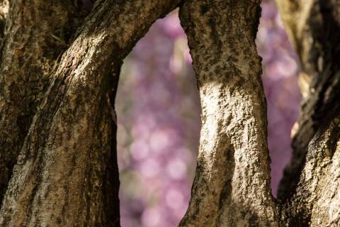 Flowers through the trunk of a wisteria at Byōdō-in.