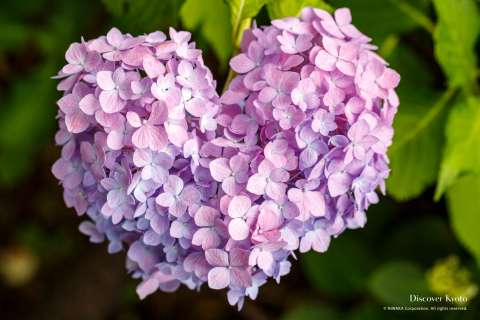 Heart-shaped hydrangea flower at Mimuroto-ji temple.