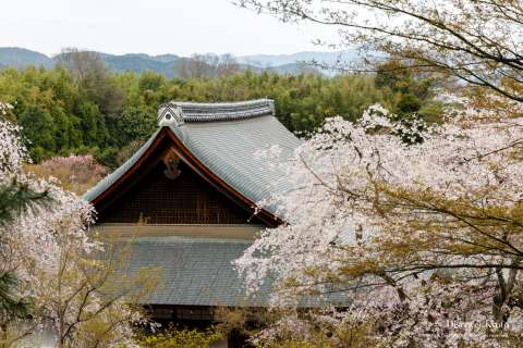 Cherry blossoms at Tenryū-ji.