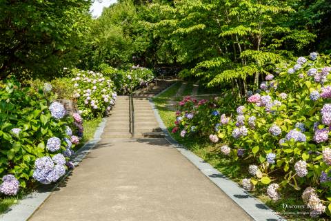 Chishaku-in Temple Hydrangea Path