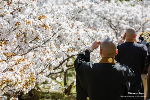Cherry blossoms at Ninna-ji.