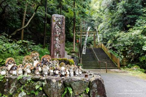 Tanukidani-san Fudō-in Tanuki