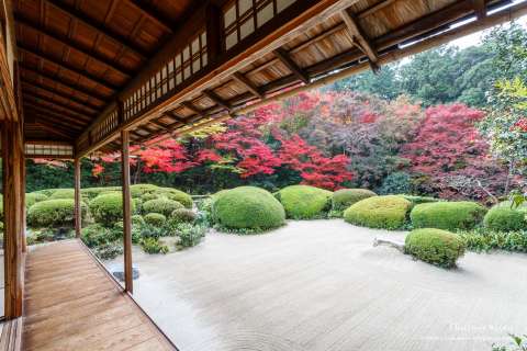 Garden at Shisen-dō temple in autumn.
