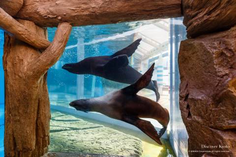 Kyoto Aquarium Seals Swim Fly