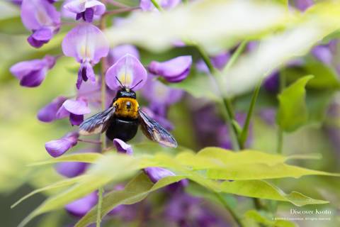 Wisteria Flower Season Toba Bee