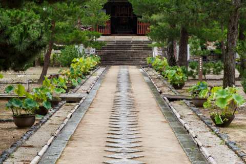 Pine trees and path at Manpuku-ji temple.