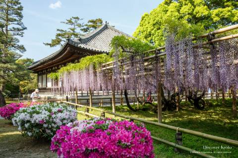 Wisteria blooming in April or May at Byōdō-in.