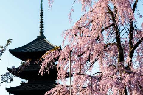 Weeping cherry blossom tree at Tō-ji.