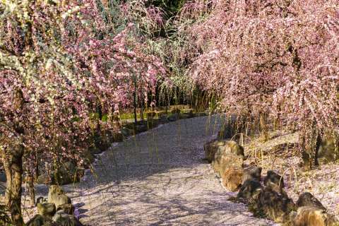 Path and weeping plum trees at Jōnangū shrine.