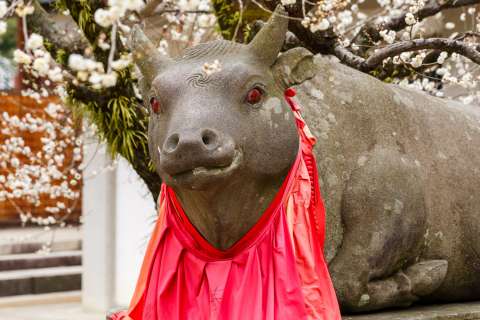 Ox statue with plum blossoms at Kitano Tenmangū.