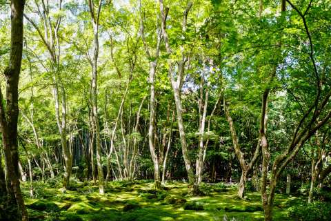 Panorama of the garden at Giō-ji.