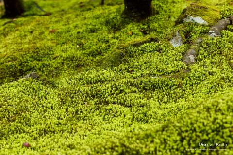 Moss garden at Ginkaku-ji temple.