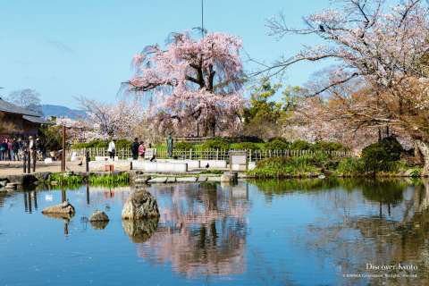 Sakura at Maruyama Park
