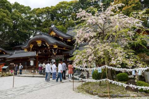 Cherry blossoms during the Yasurai Matsuri at Imamiya Shrine.