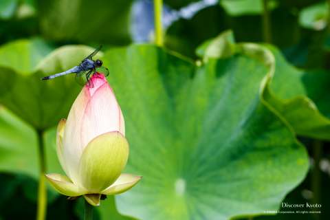 A lotus flower at Hasuzake wo Tanoshimu-kai at Mimuroto-ji.