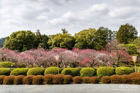 The plum garden during Hanezu Odori at Zuishin-in.