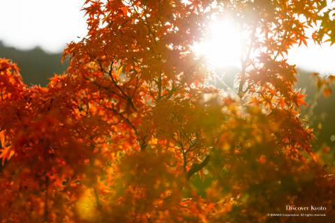 Eikan-dō Autumn 2016 Sunlight