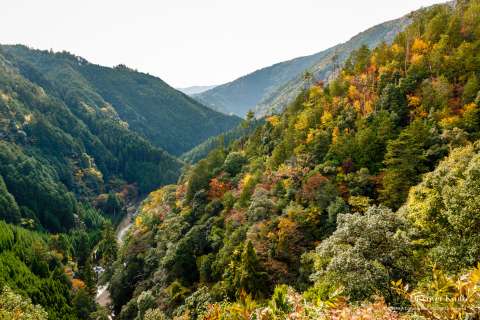Kawarakenaga and valley at Jingo-ji.