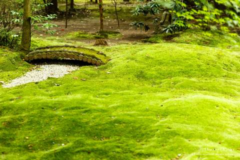 Nonomiya Shrine Moss Garden