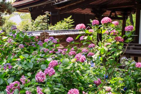 Hydrangea Flower Season Fujinomori Garden