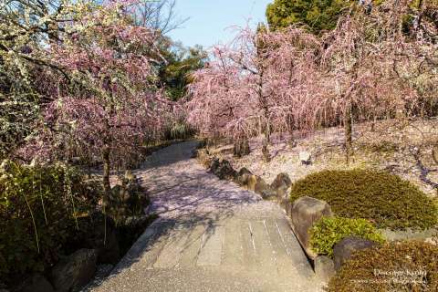 Weeping plum trees in the Spring Mountain Garden at Jōnangū shrine.