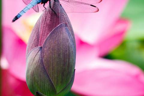 A dragonfly among the flowers at Hasuzake wo Tanoshimu-kai at Mimuroto-ji.
