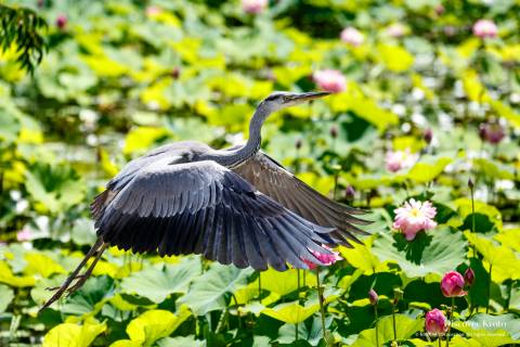 Kajū-ji Heron Bird Fly