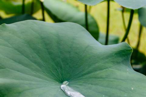 Lotus leaf at Mimuroto-ji temple.