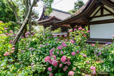 Hydrangea garden during the Ajisai festival at Fujinomori shrine.